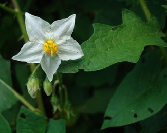 Solanum carolinense
