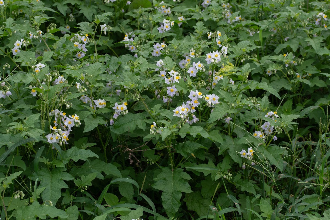 Solanum carolinense