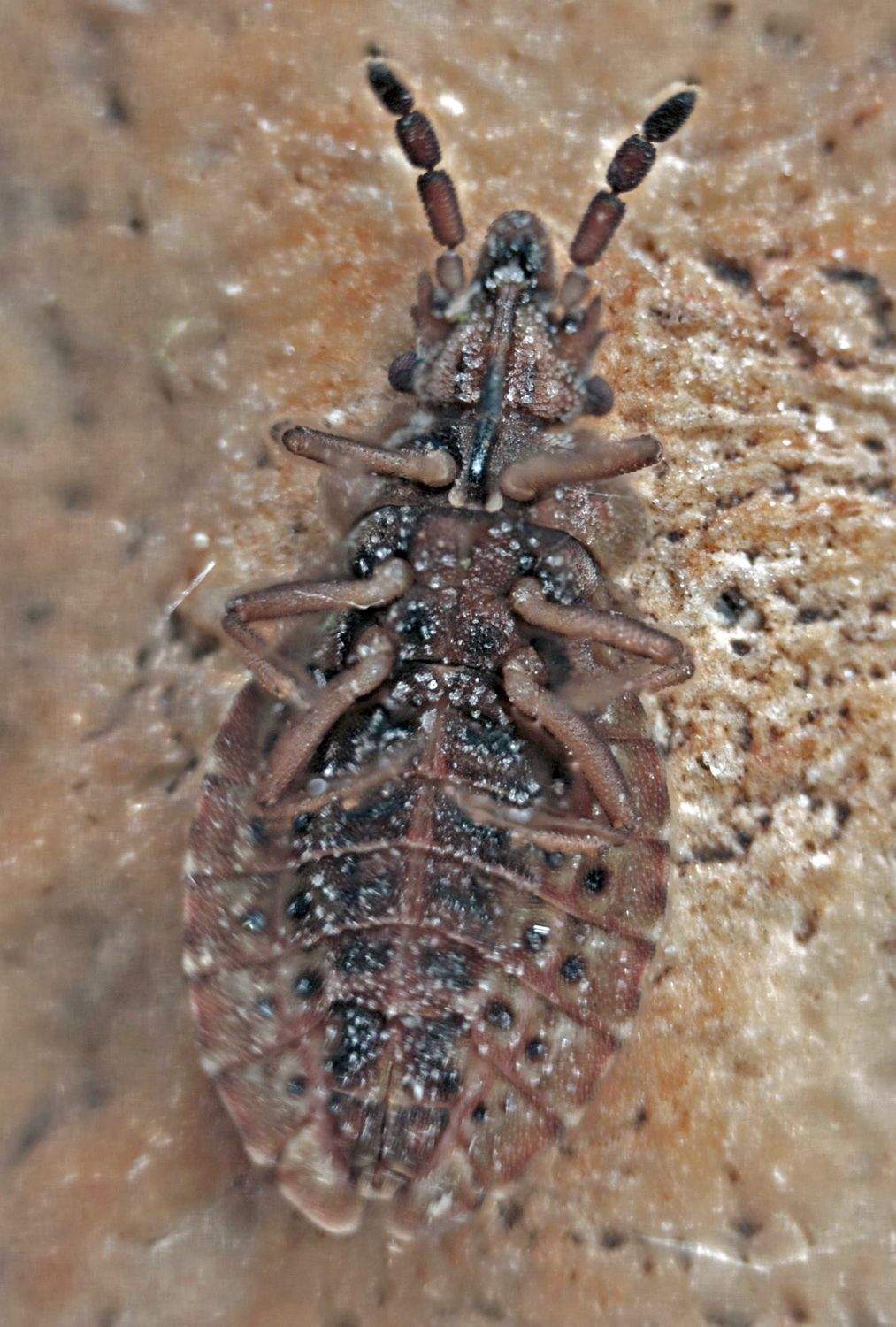 Aradus cinnamomeus
