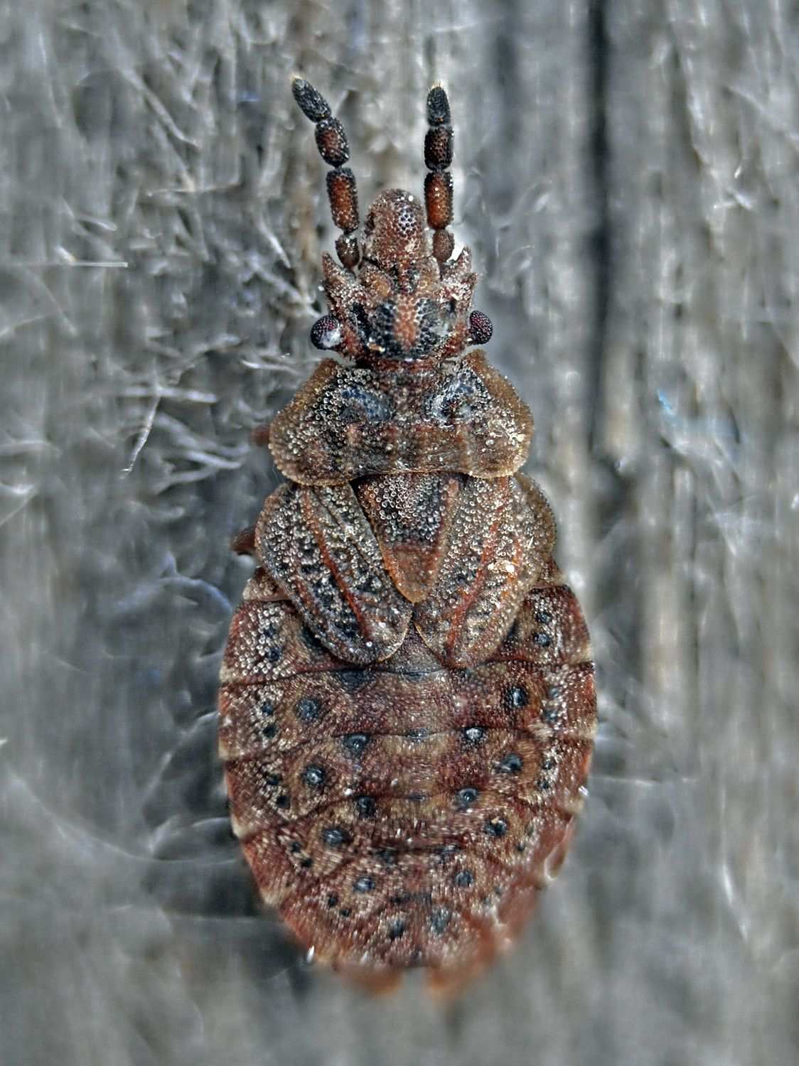 Aradus cinnamomeus
