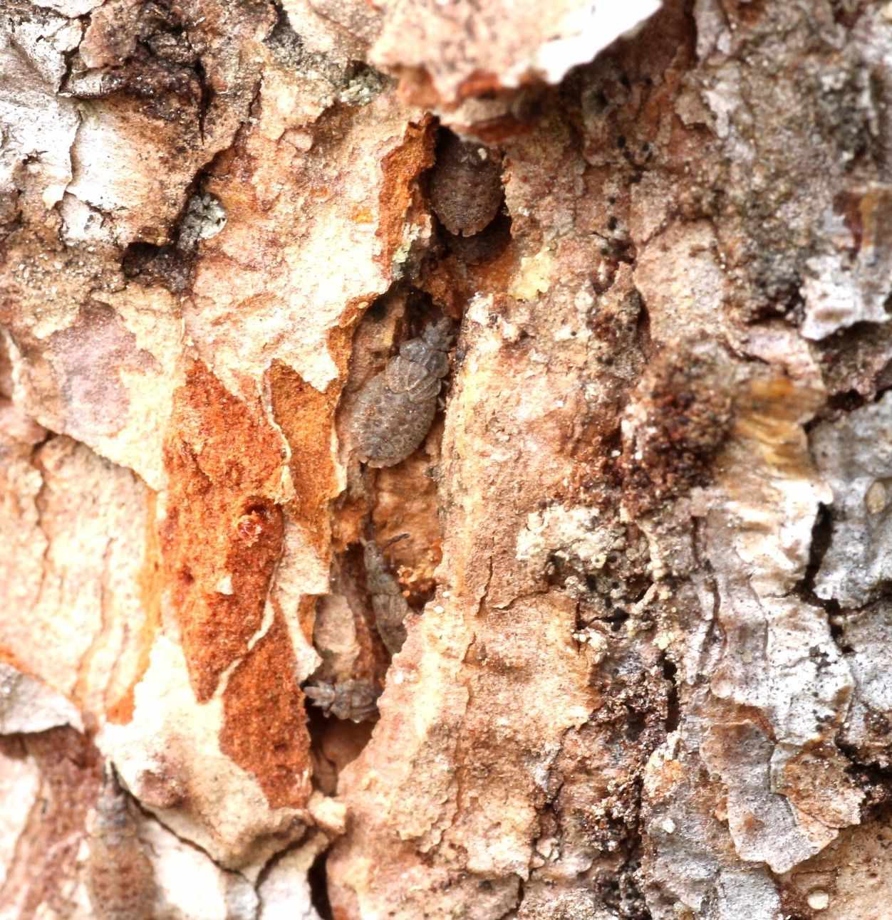 Aradus cinnamomeus