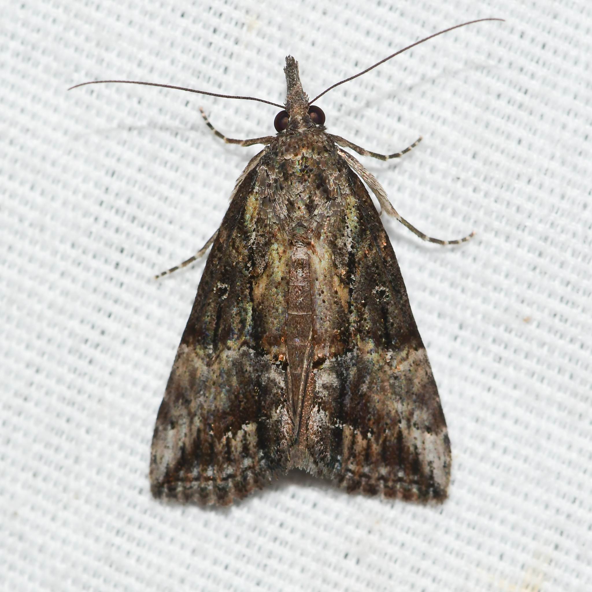 Hypena