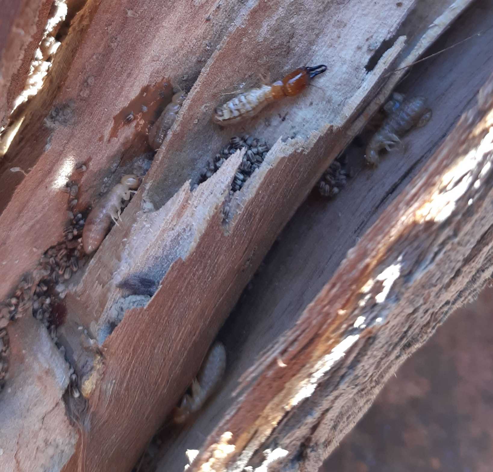 Neotermes chilensis