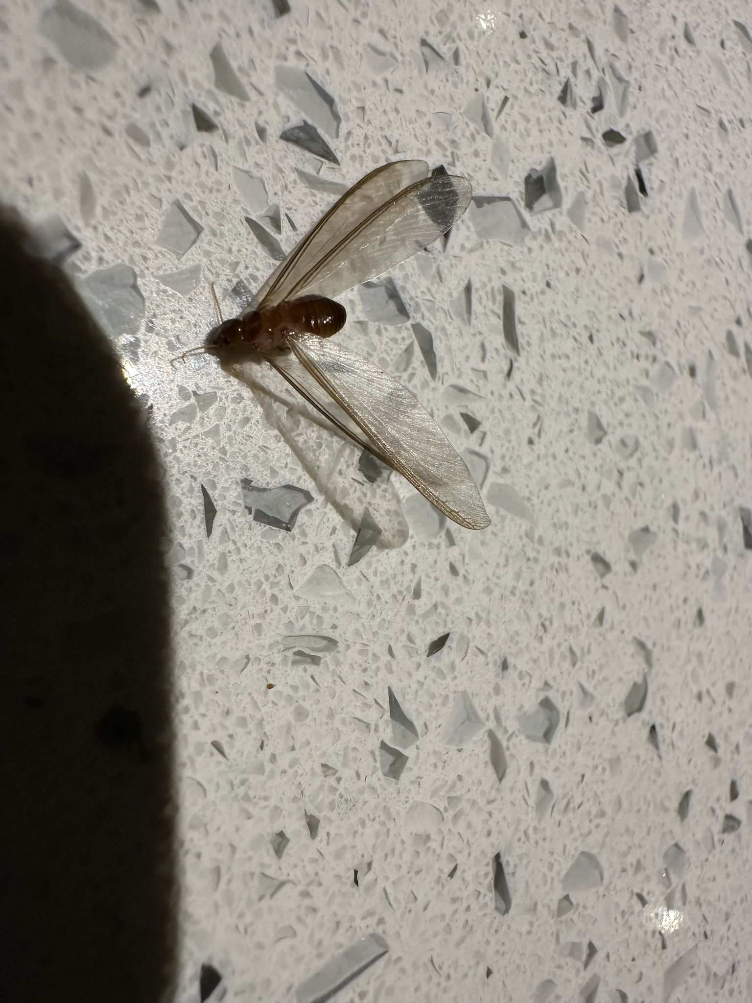 Neotermes chilensis