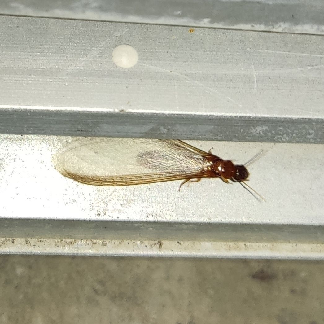 Neotermes chilensis
