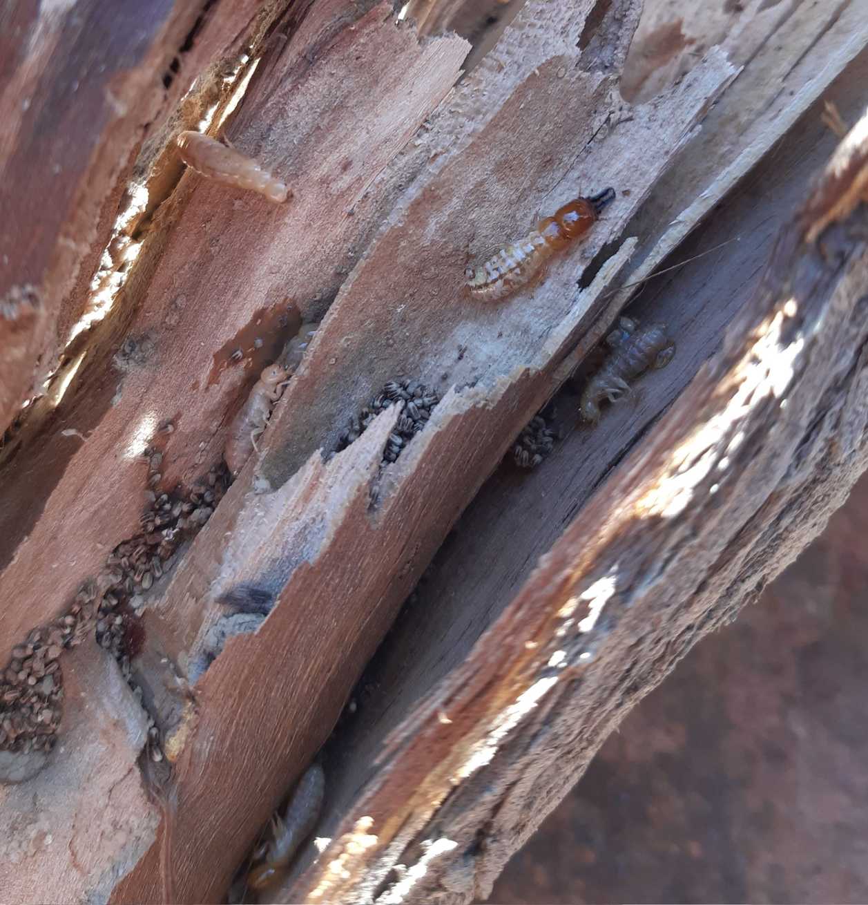 Neotermes chilensis