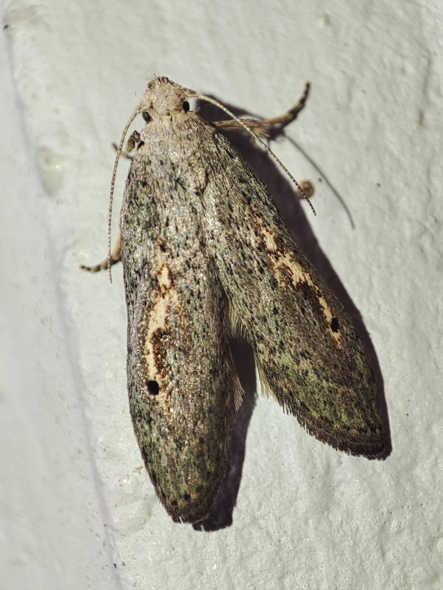 Paralipsa gularis