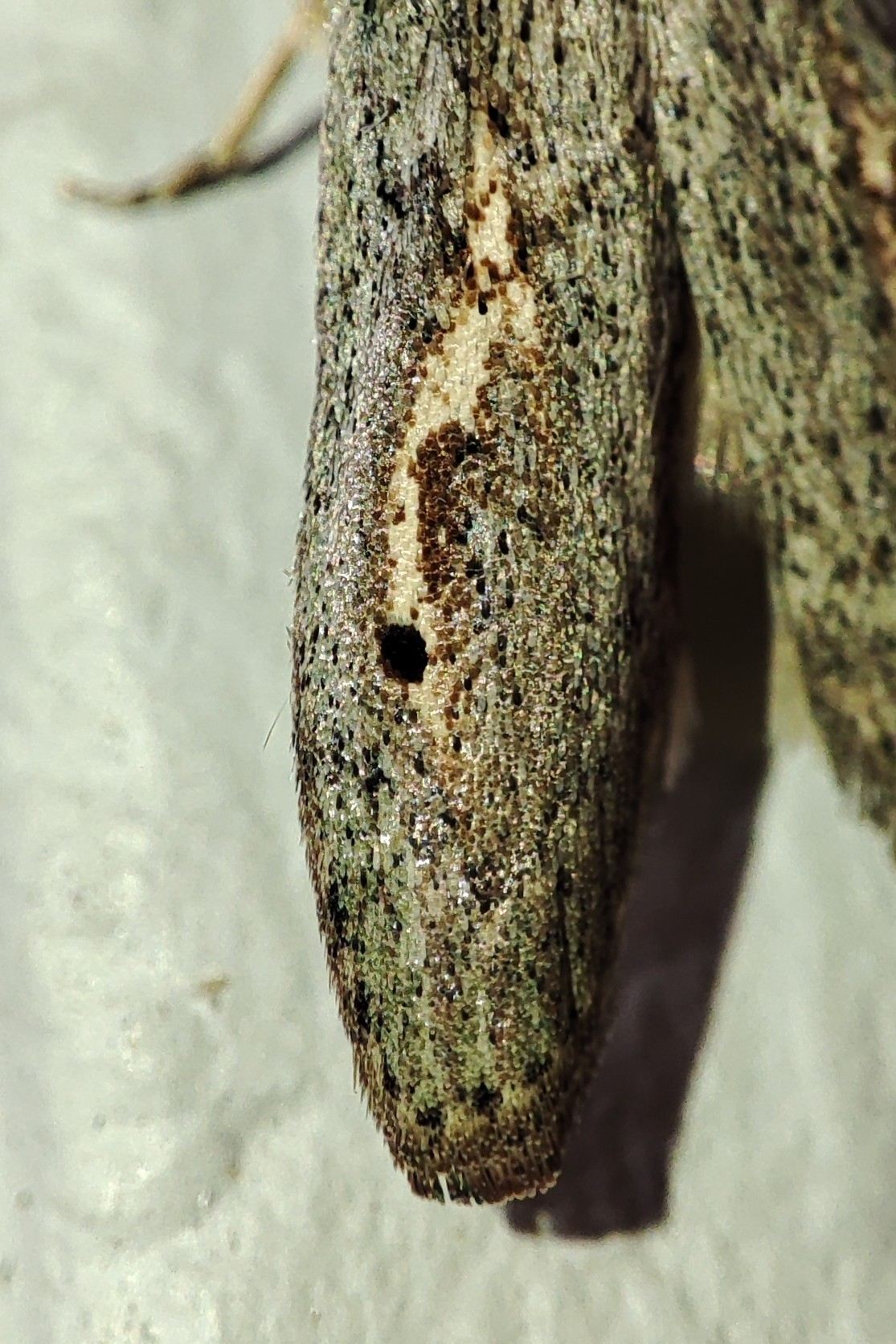 Paralipsa gularis