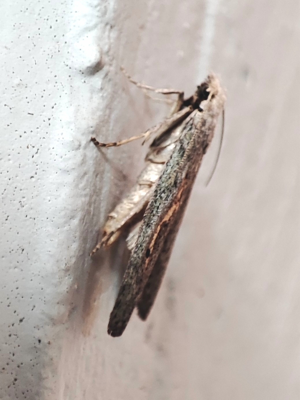 Paralipsa gularis