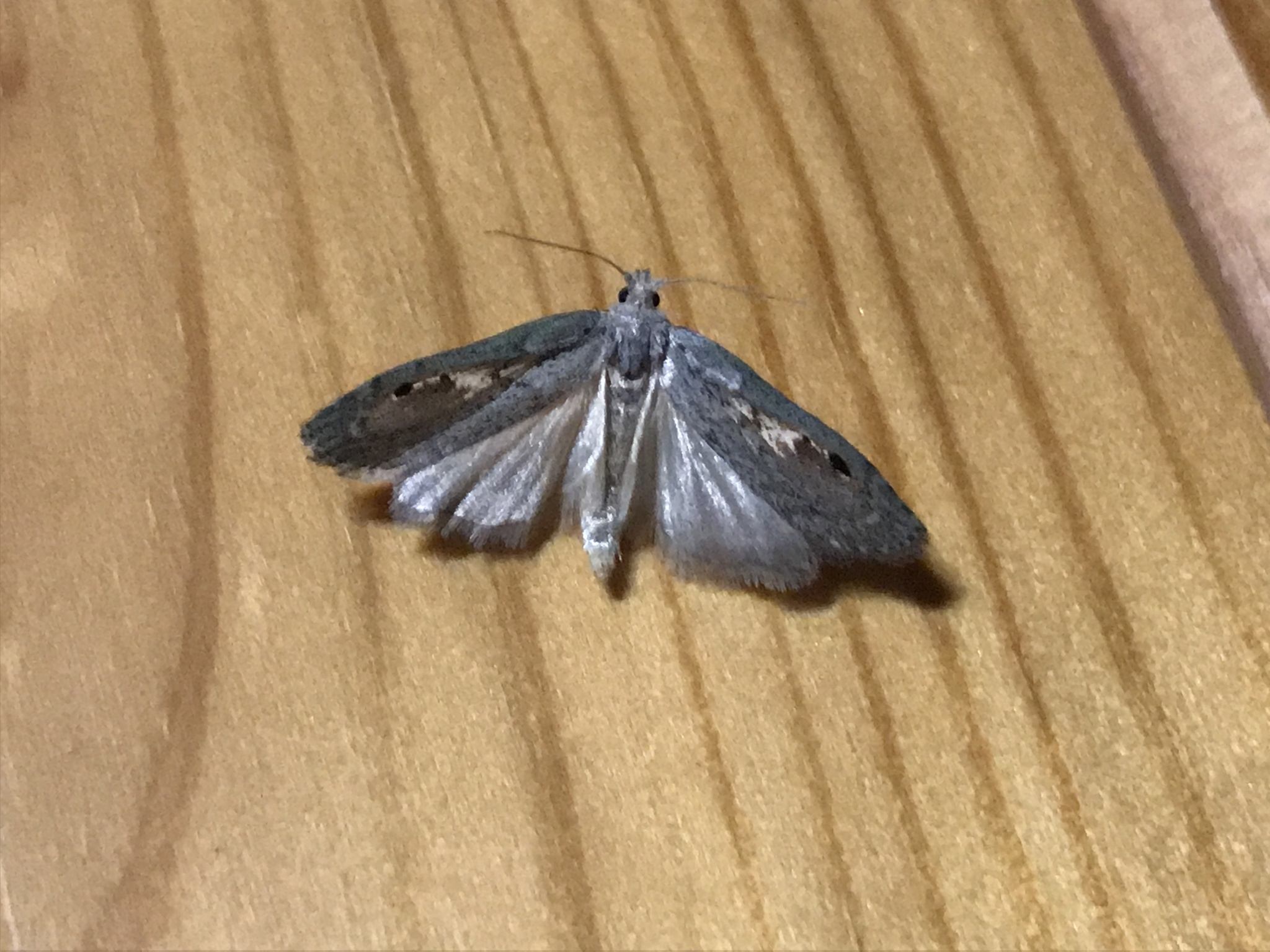 Paralipsa gularis