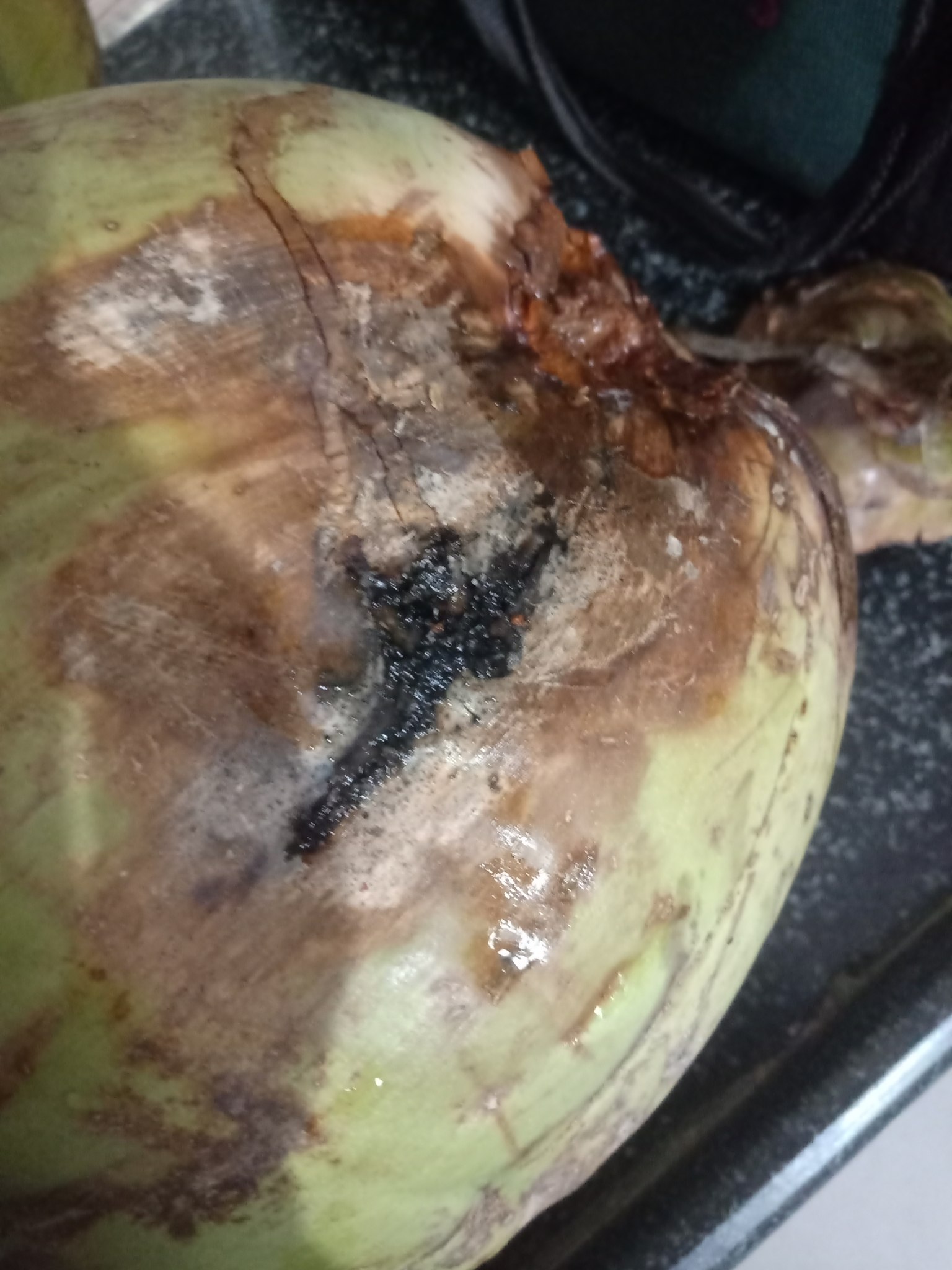Phytophthora heveae