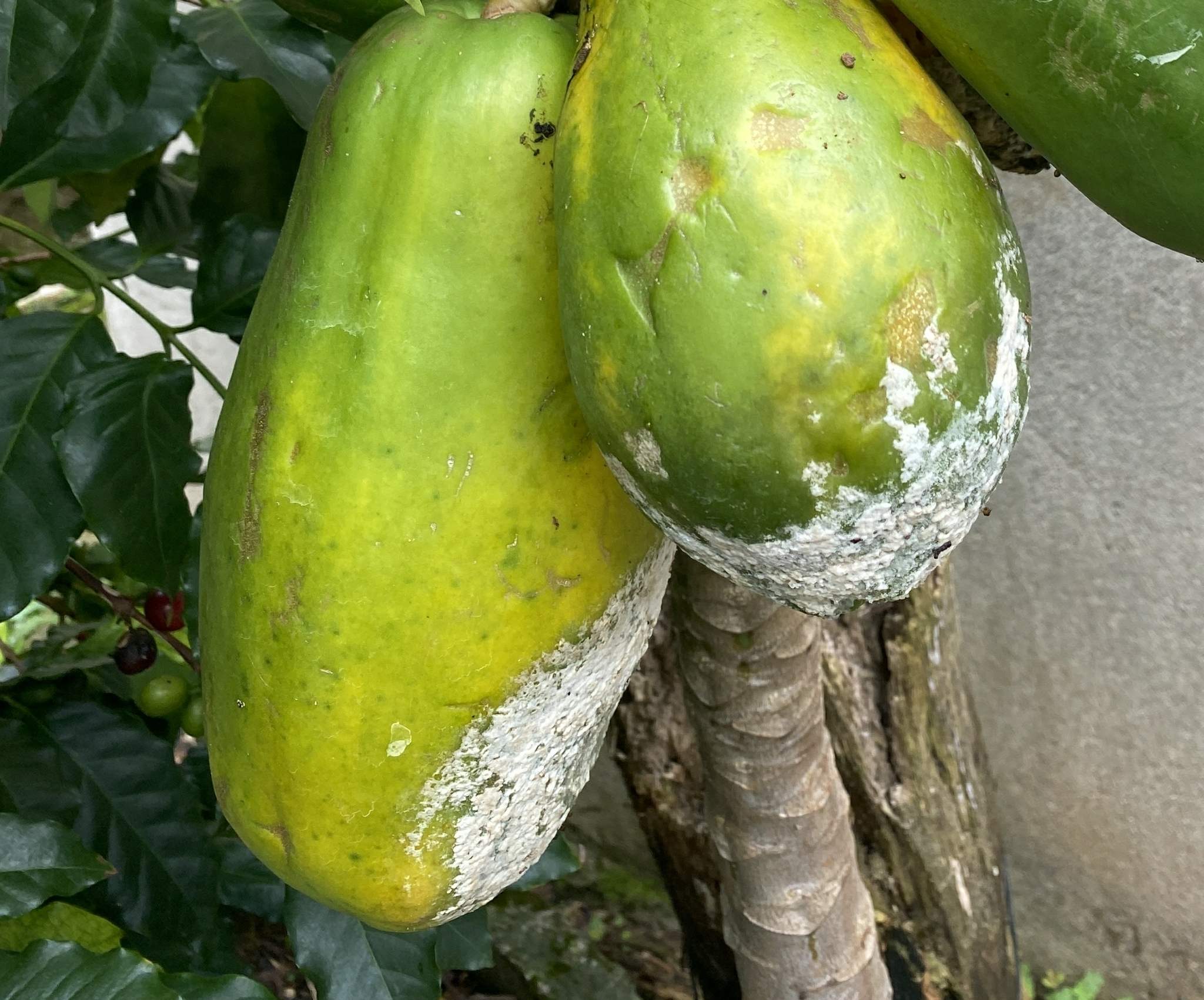 Phytophthora heveae