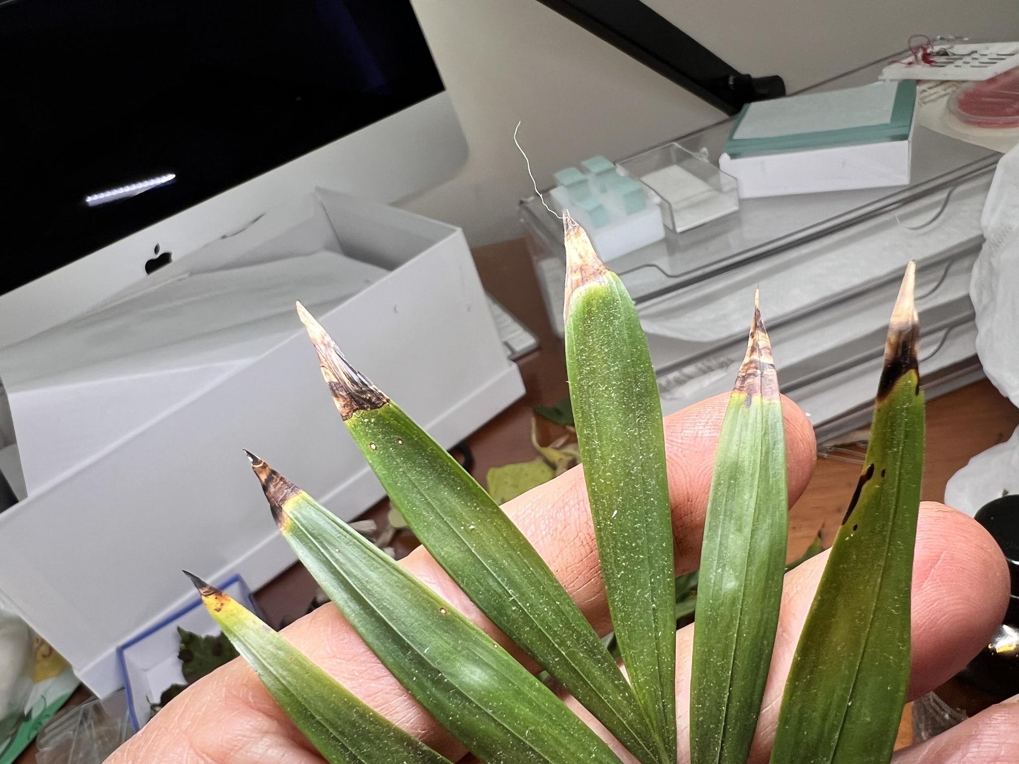 Phytophthora heveae