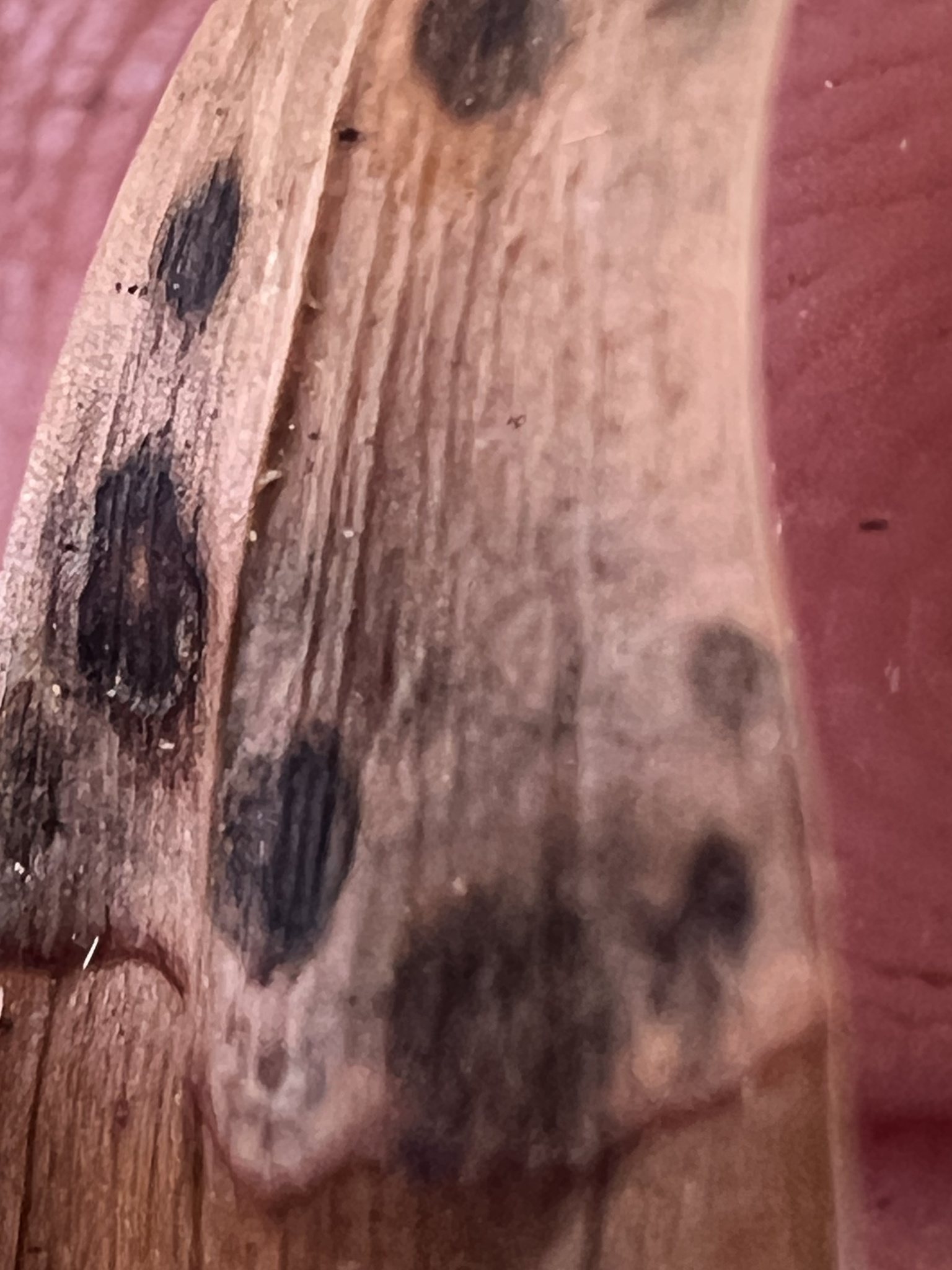 Phytophthora heveae