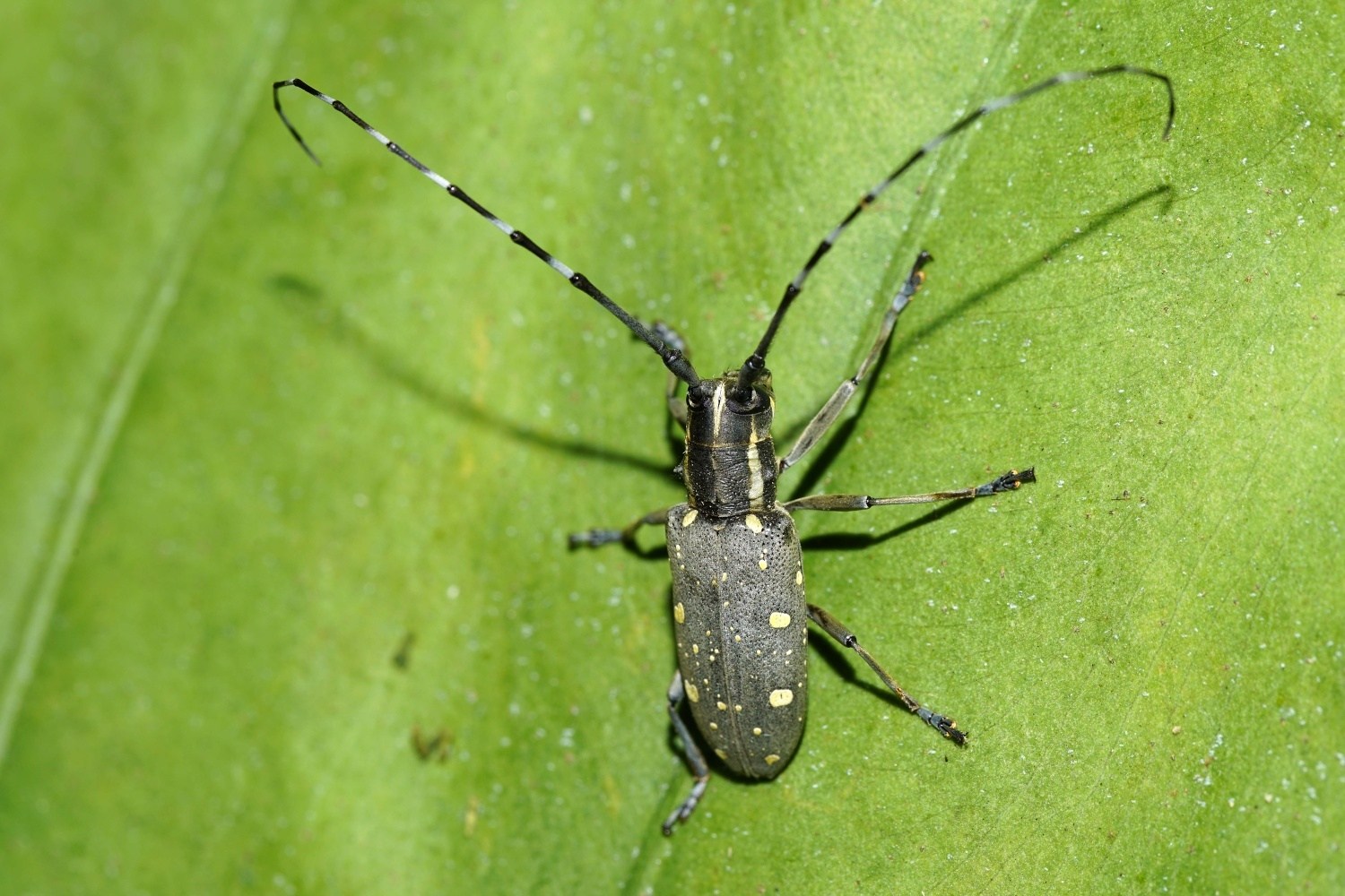 Psacothea hilaris