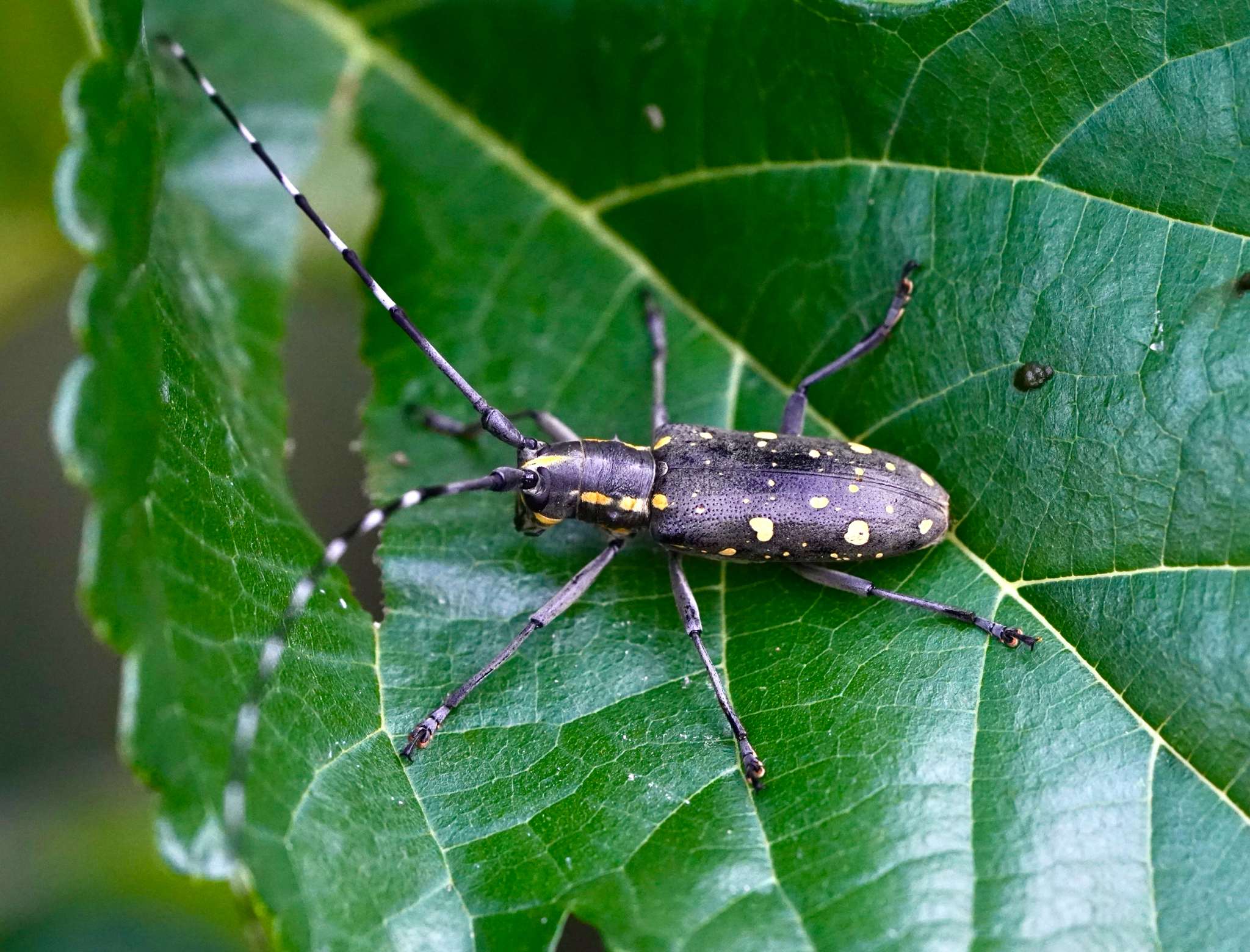 Psacothea hilaris