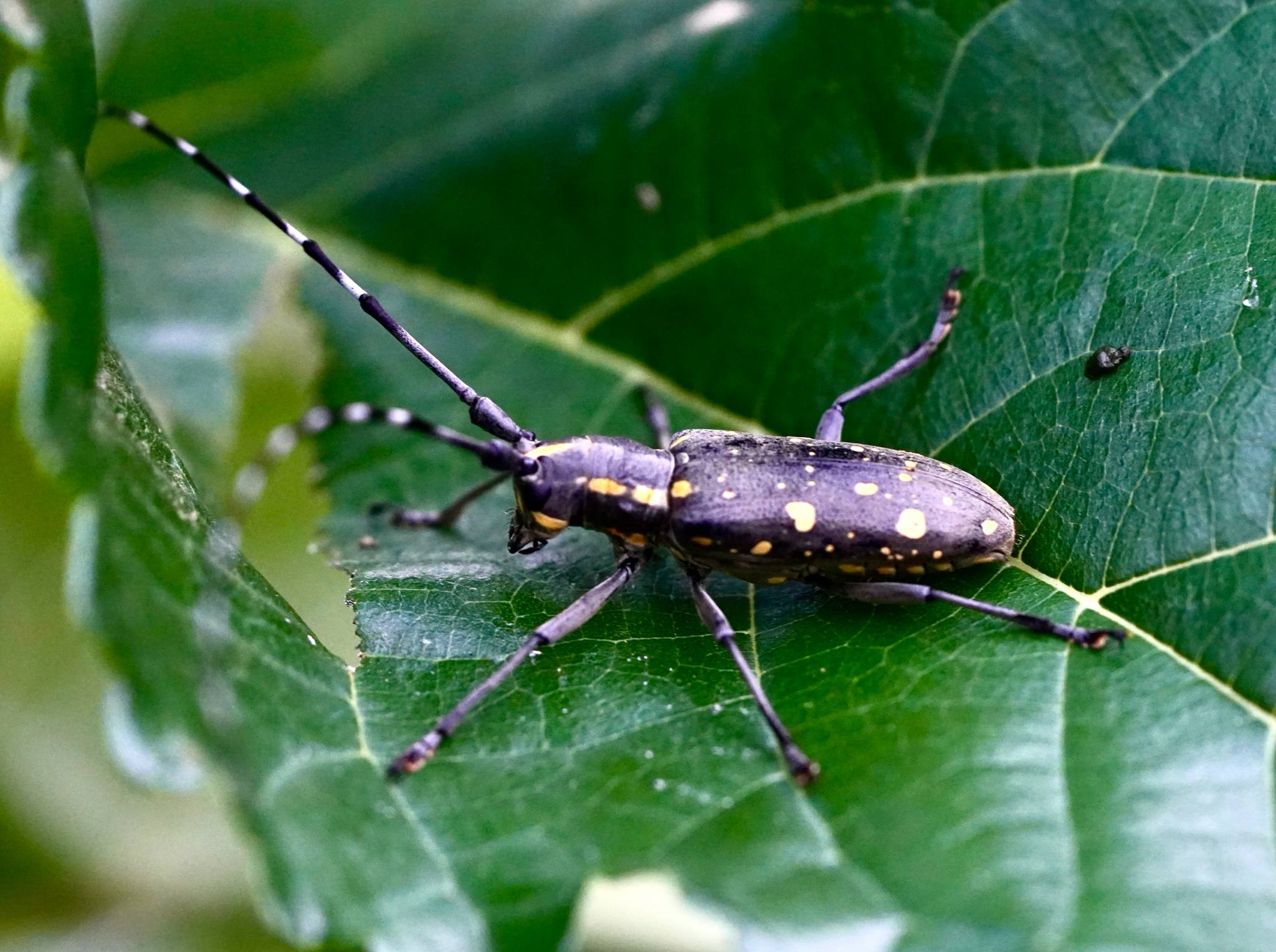 Psacothea hilaris