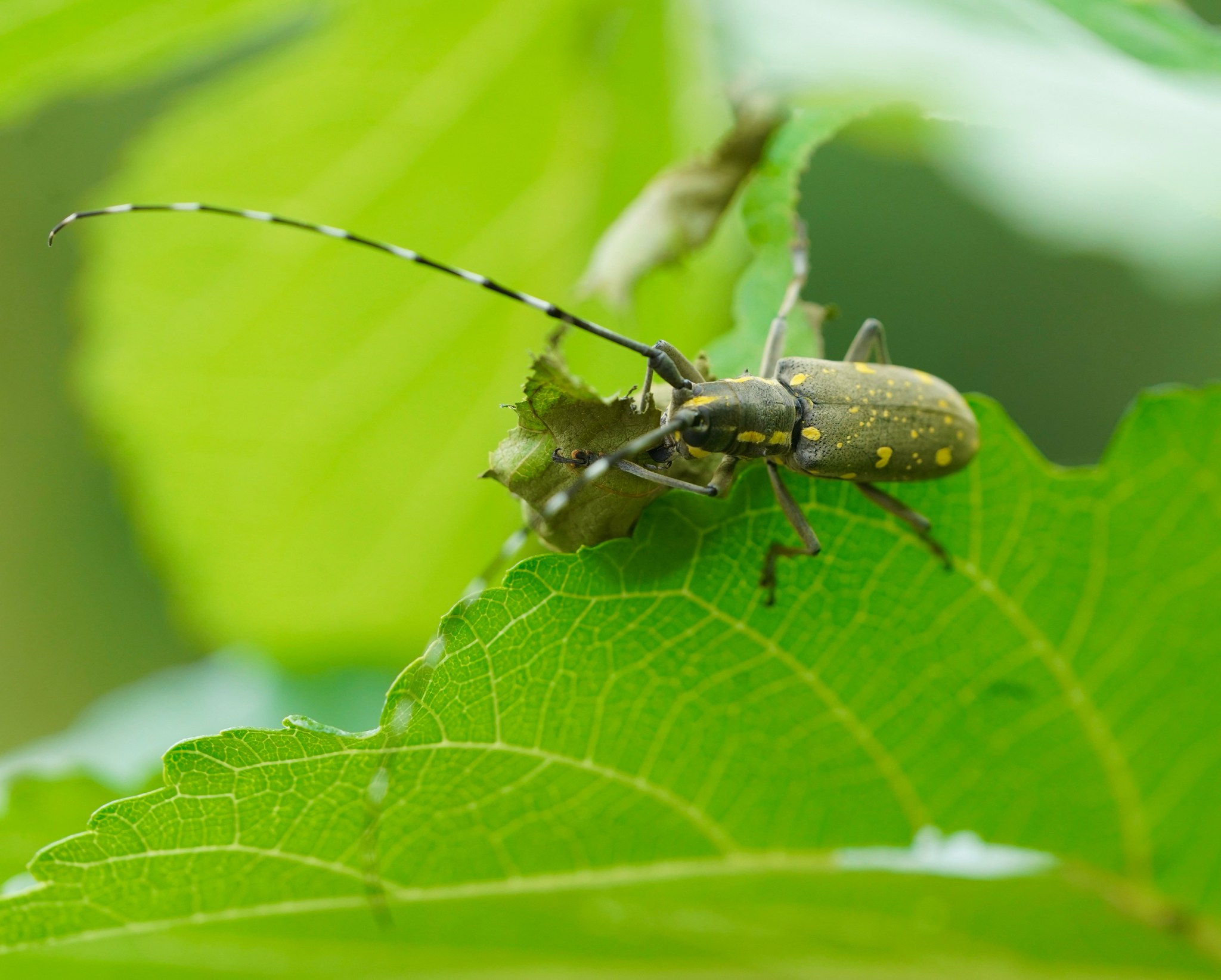 Psacothea hilaris