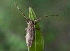 Sybra