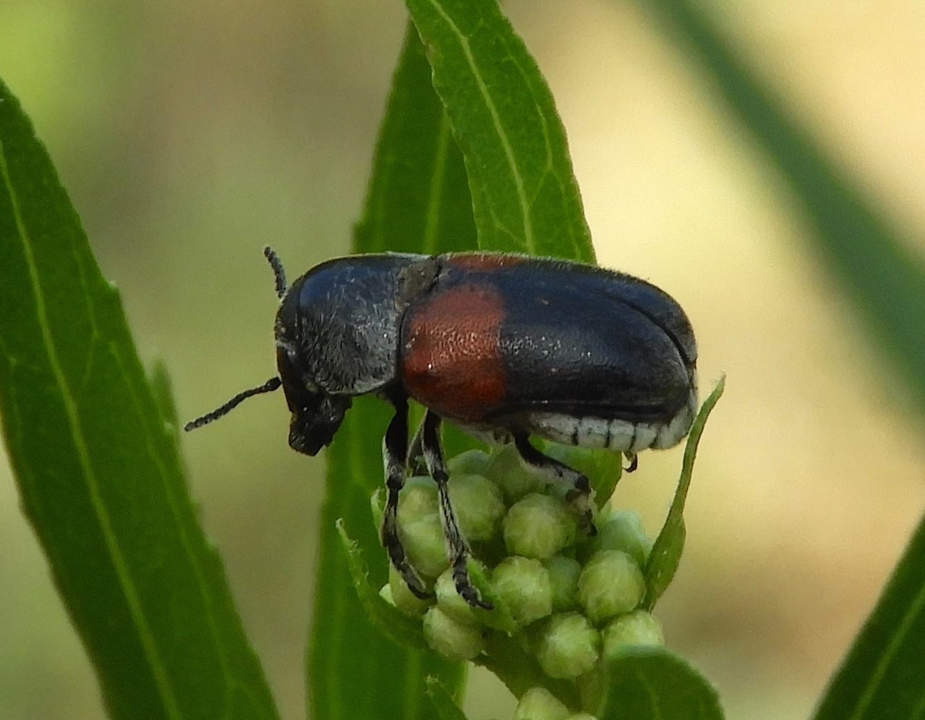 Megalostomis