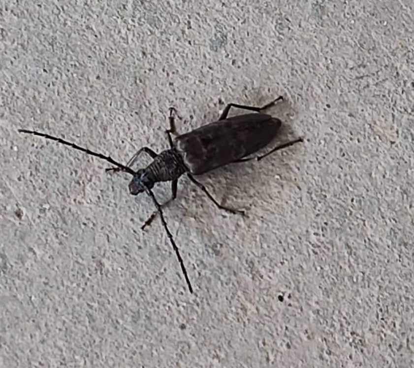 Hoplocerambyx spinicornis