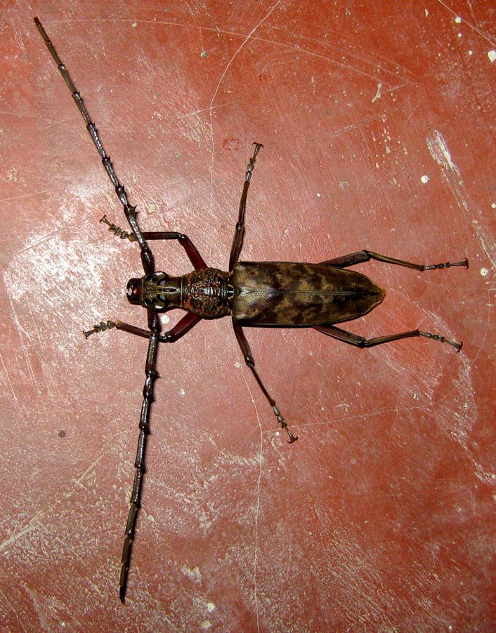 Hoplocerambyx spinicornis