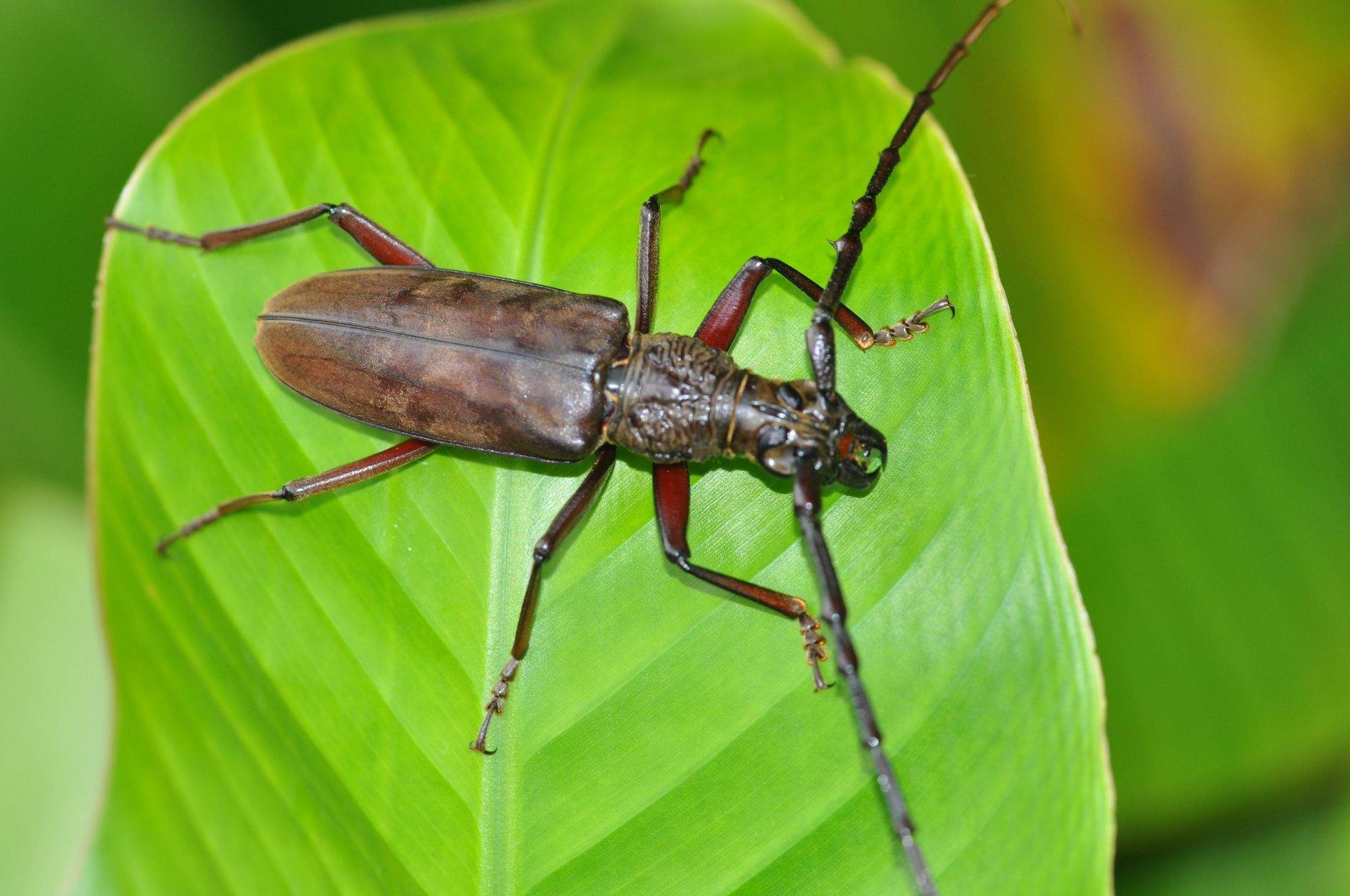 Hoplocerambyx spinicornis