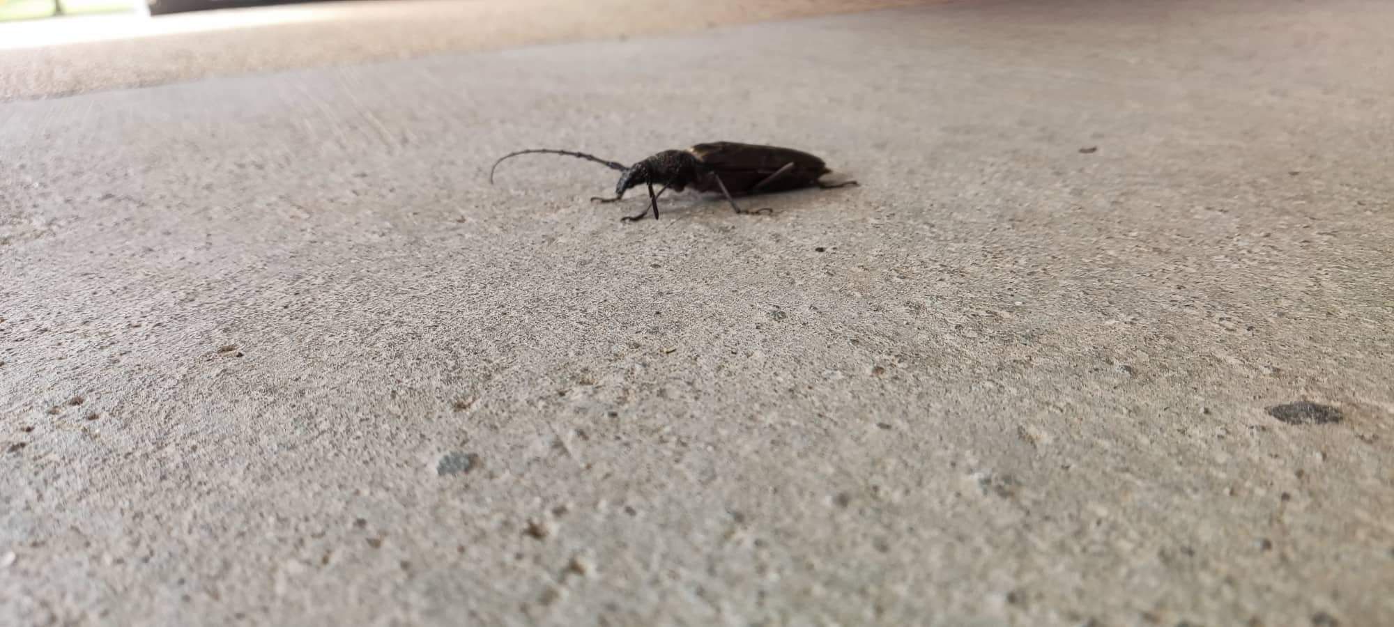Hoplocerambyx spinicornis