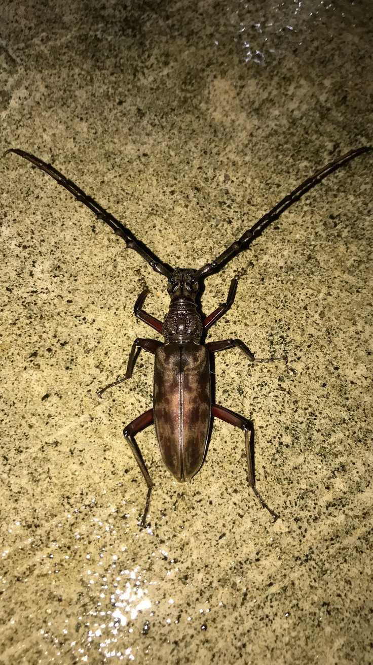 Hoplocerambyx spinicornis