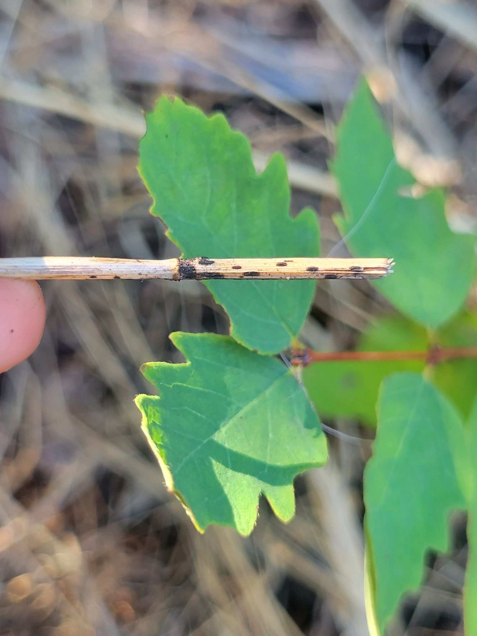 Fusarium lateritium