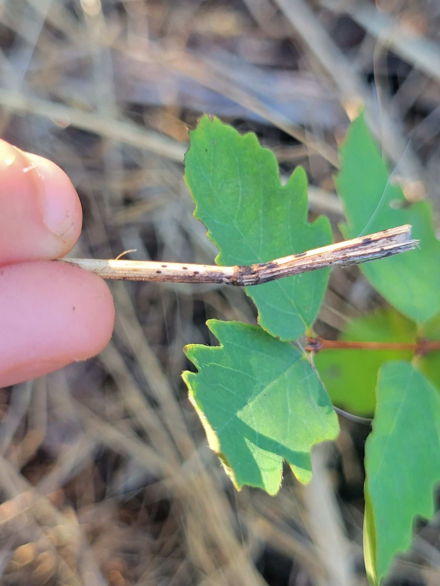 Fusarium lateritium