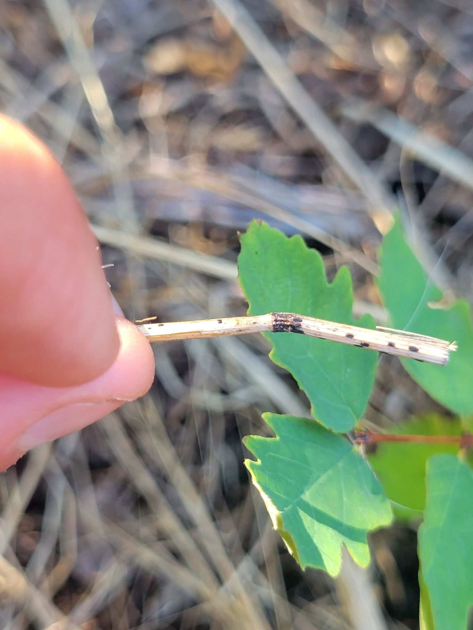 Fusarium lateritium