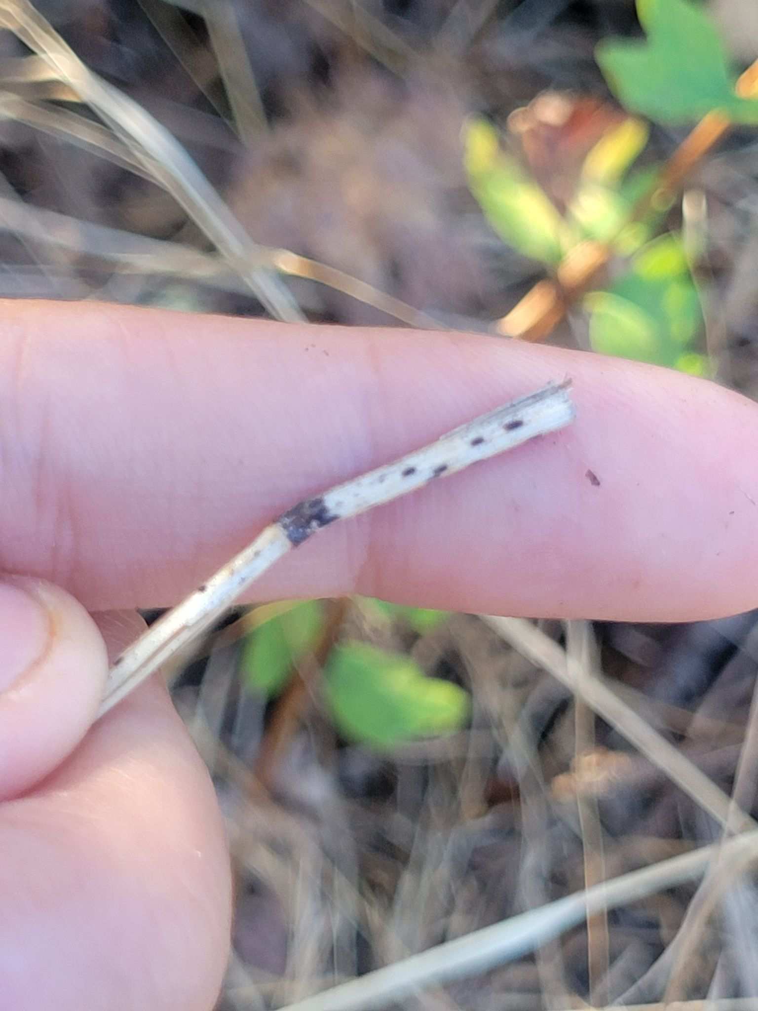 Fusarium lateritium