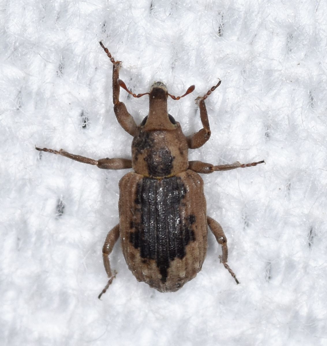 Lissorhoptrus