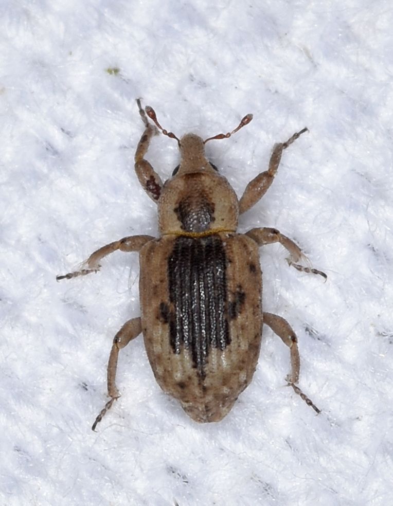Lissorhoptrus