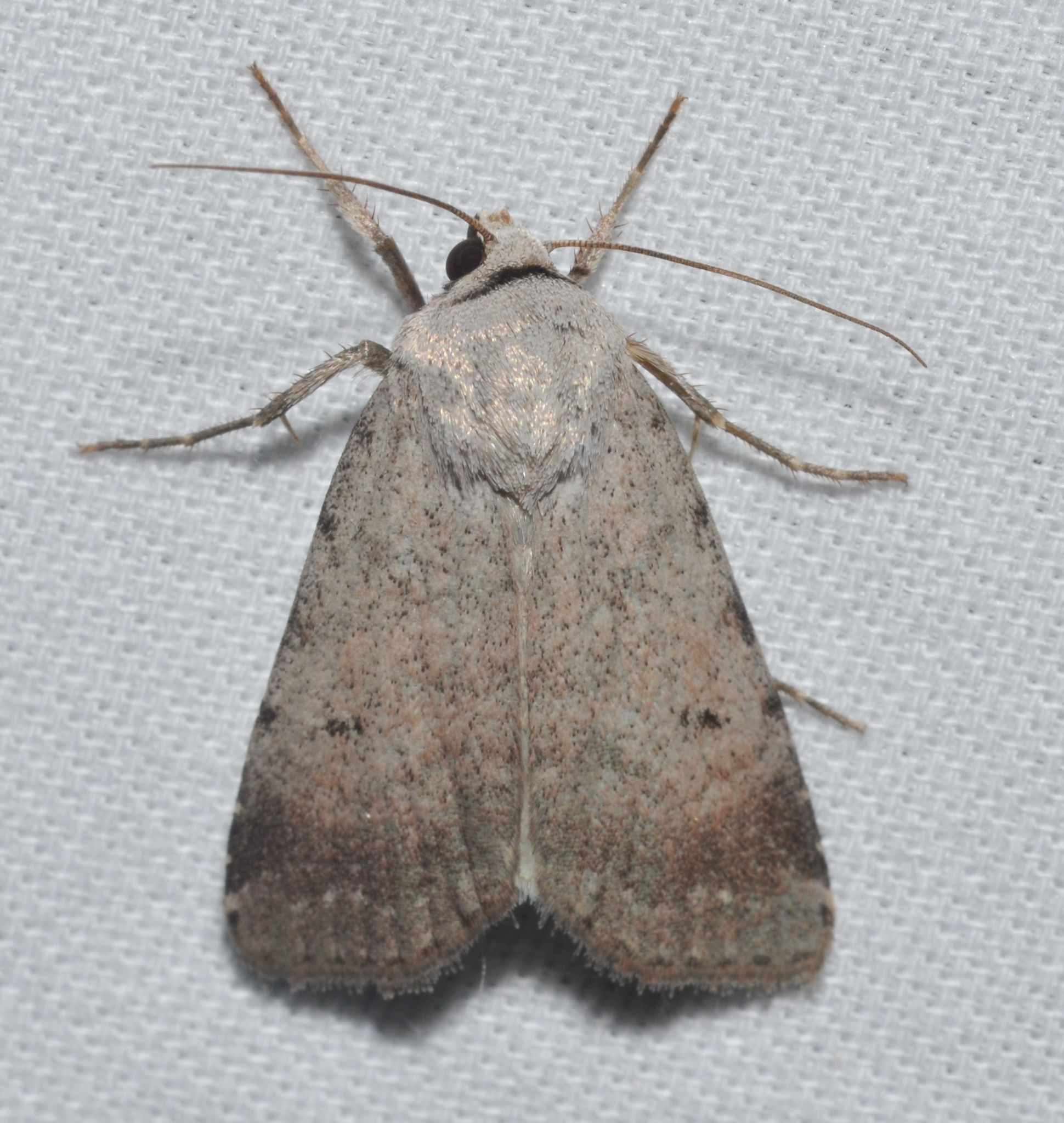 Pseudoleucania
