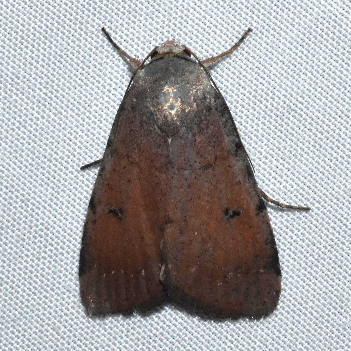 Pseudoleucania