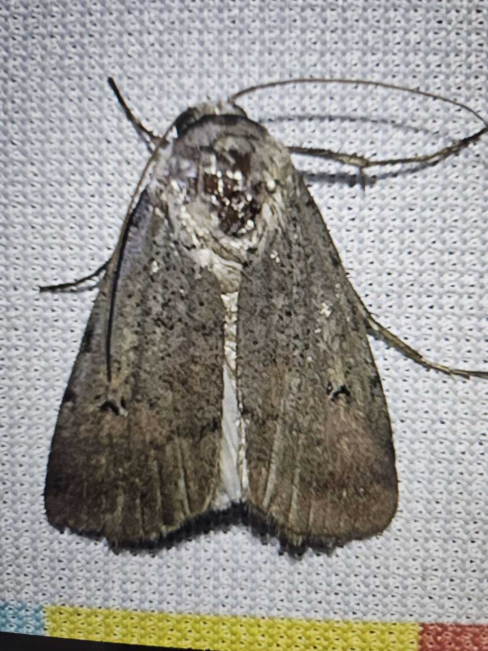 Pseudoleucania