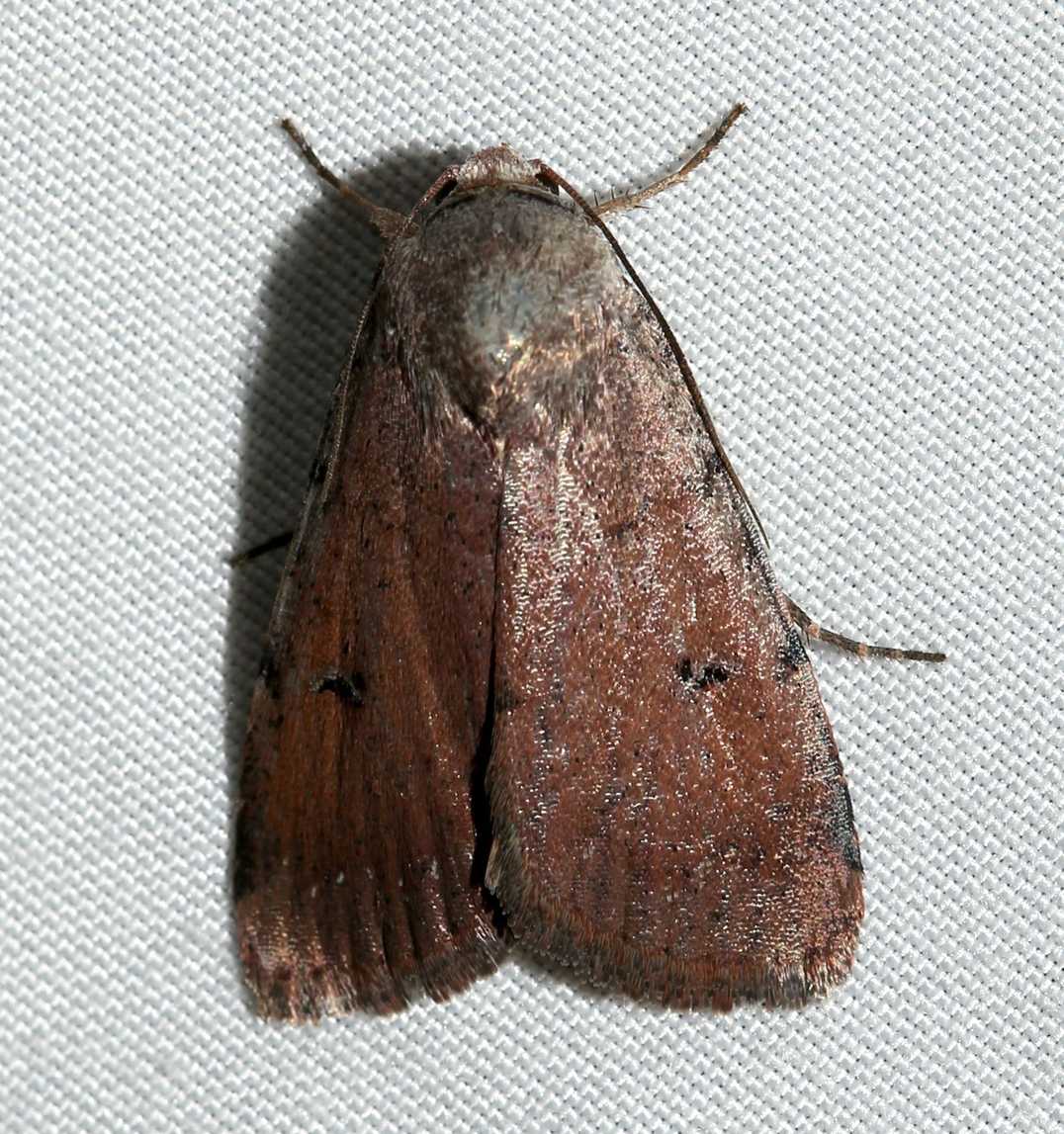 Pseudoleucania