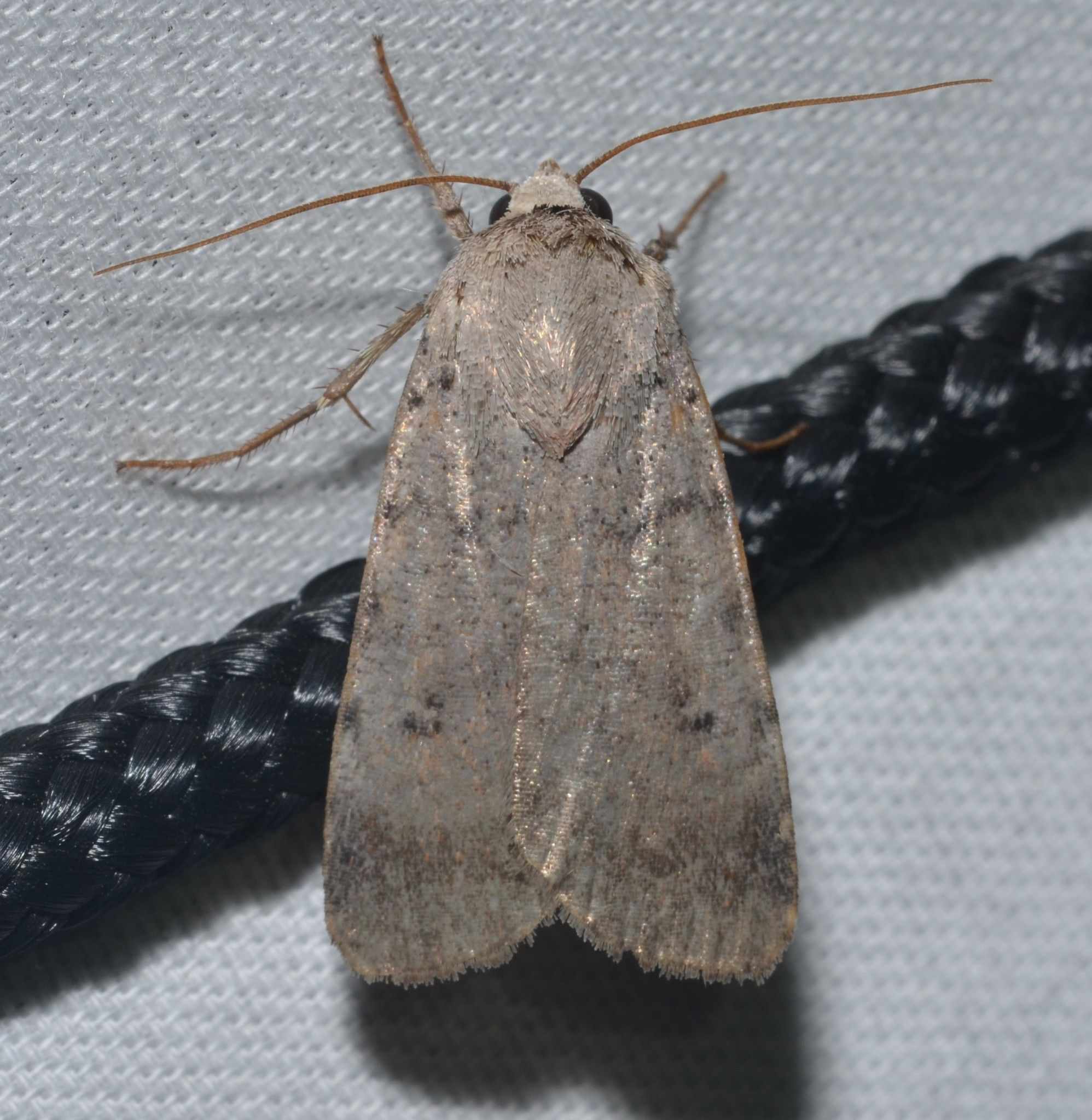 Pseudoleucania
