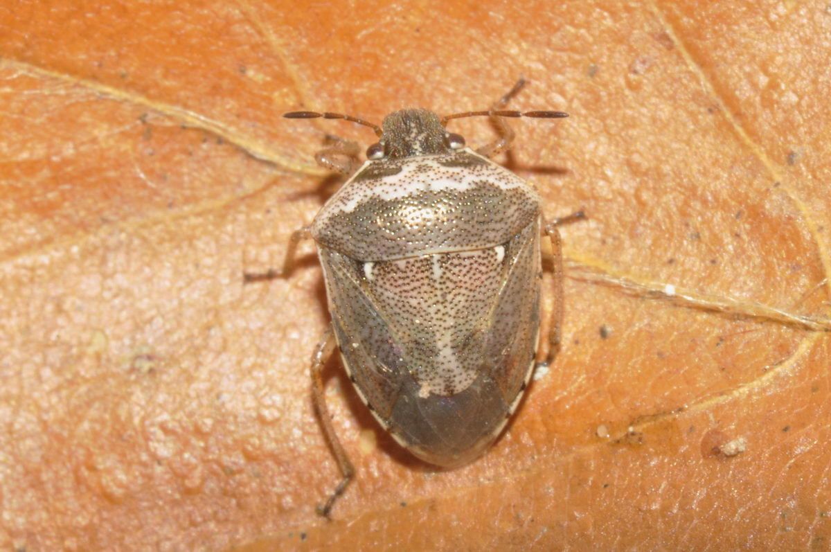 Eysarcoris ventralis