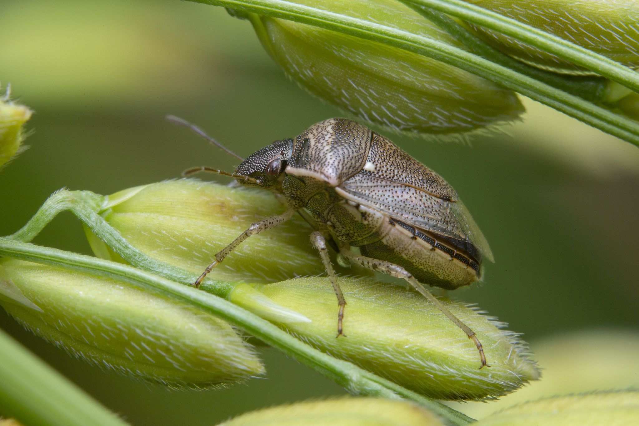 Eysarcoris ventralis