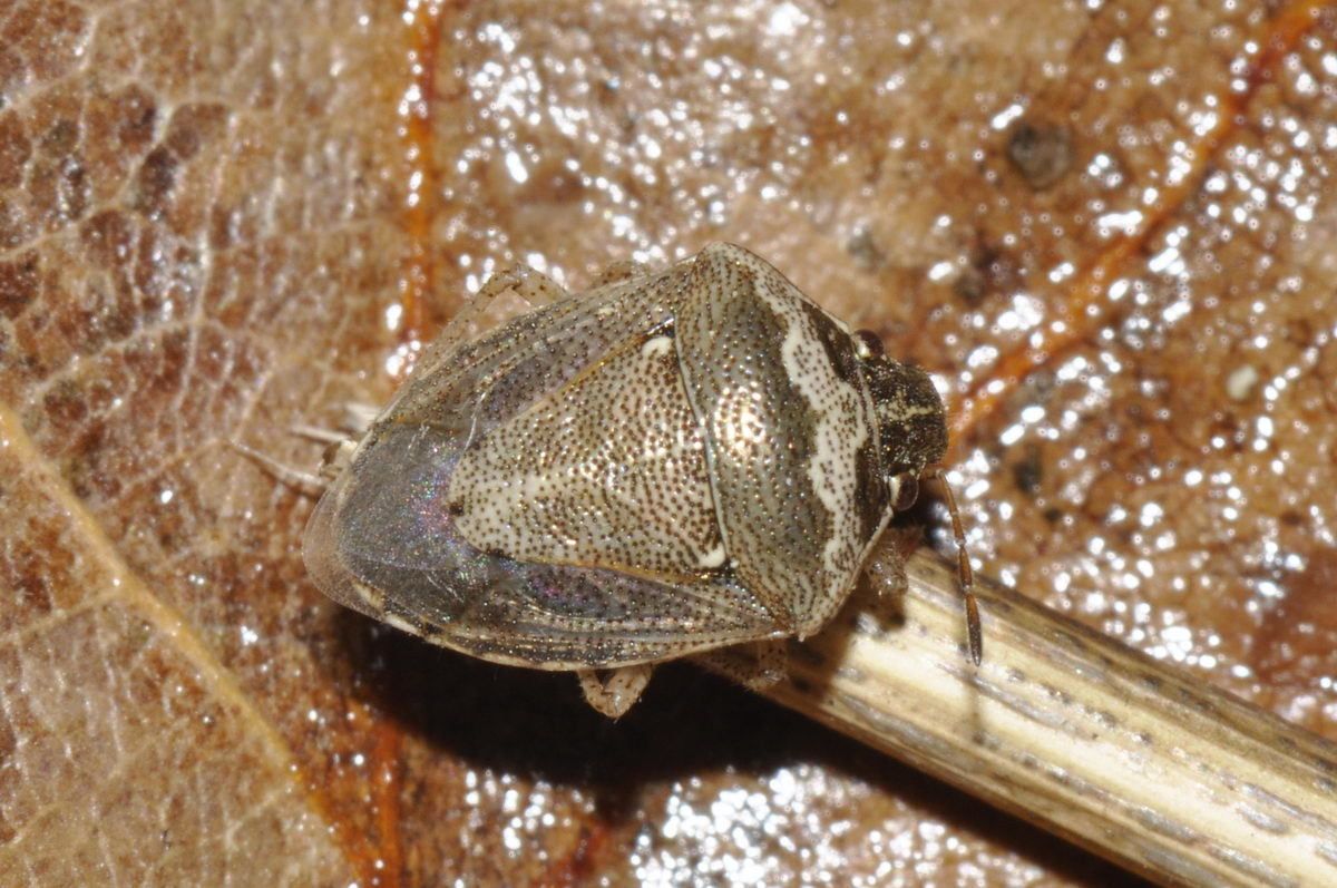 Eysarcoris ventralis