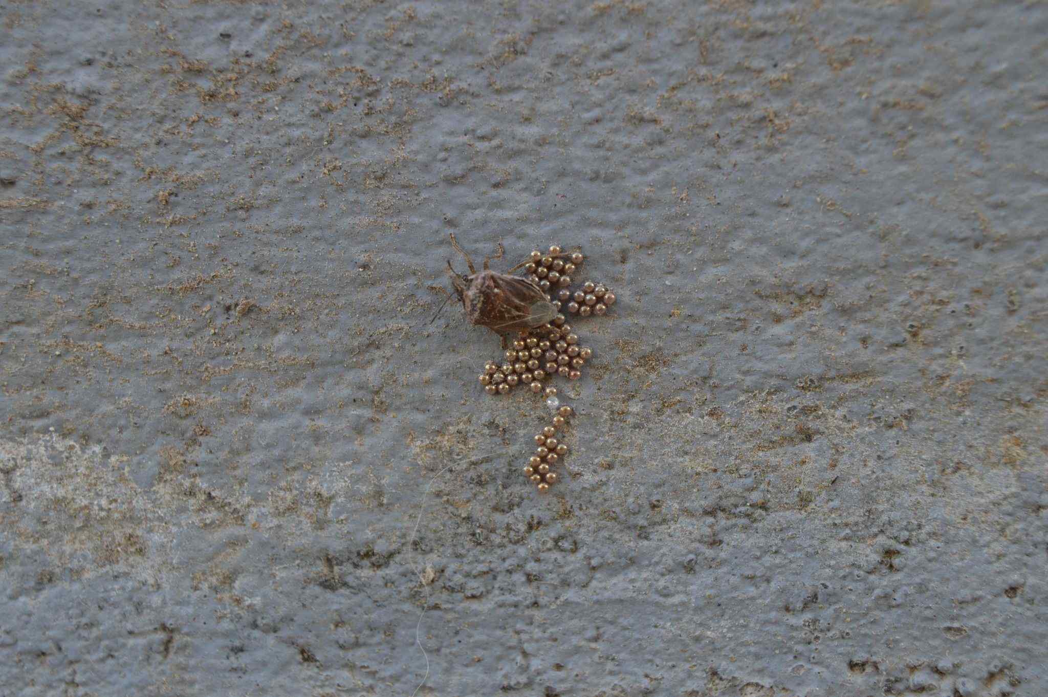 Eysarcoris ventralis