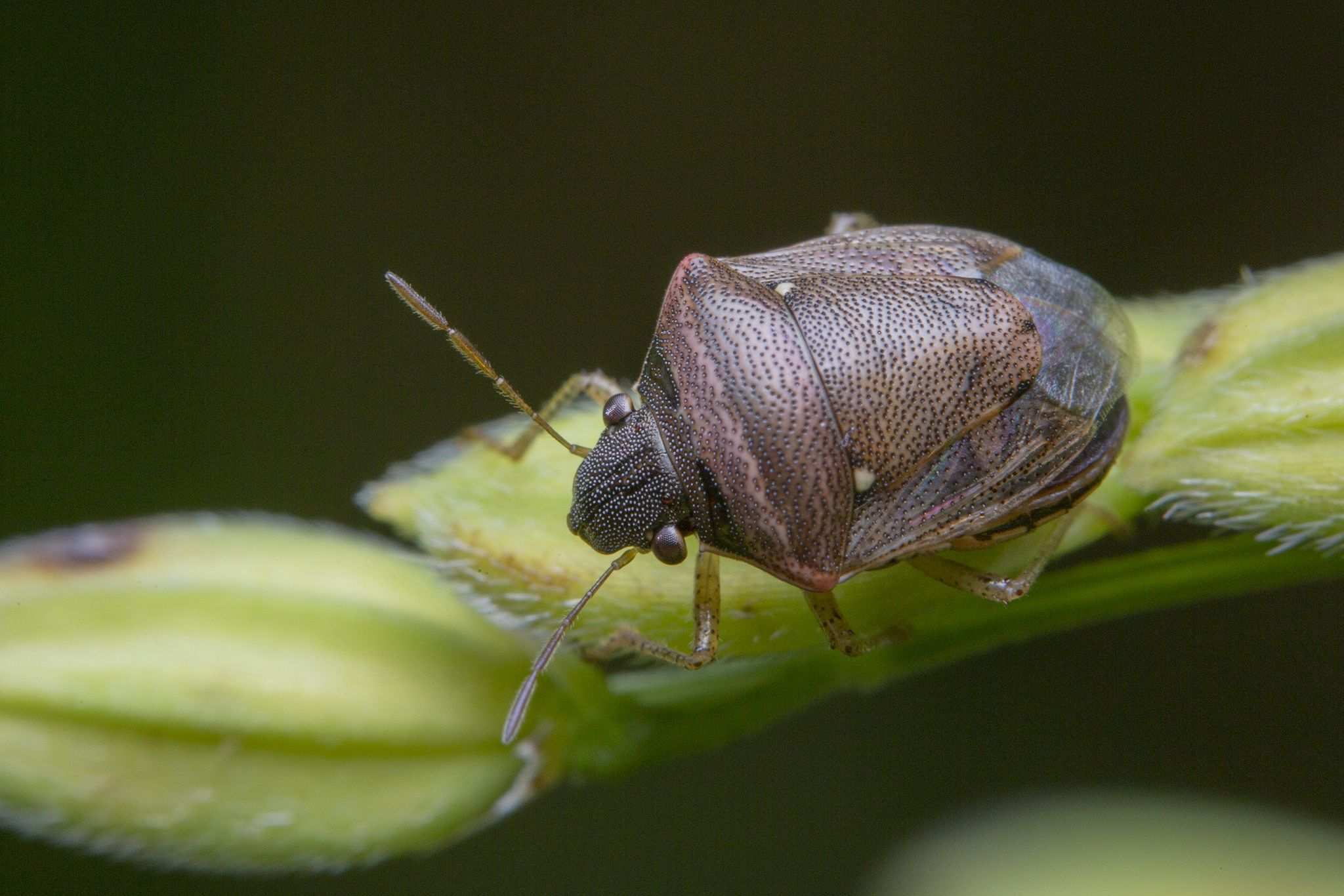 Eysarcoris ventralis