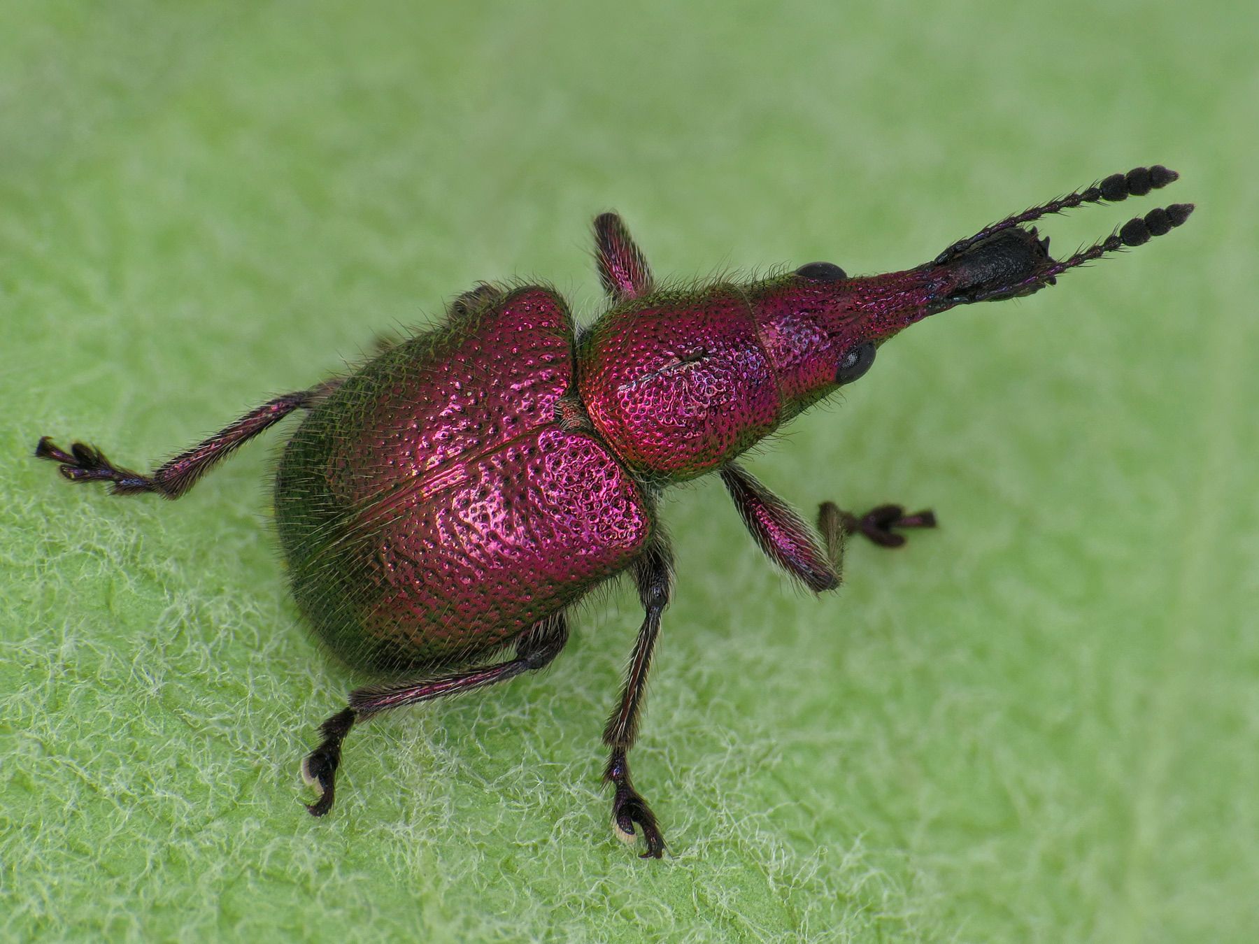 Rhynchites auratus