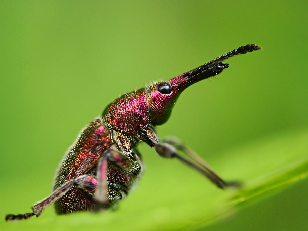 Rhynchites auratus