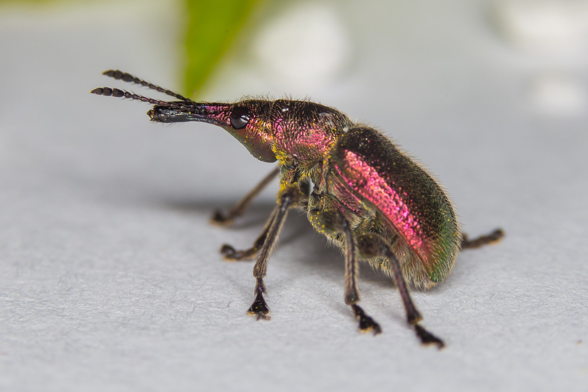 Rhynchites auratus