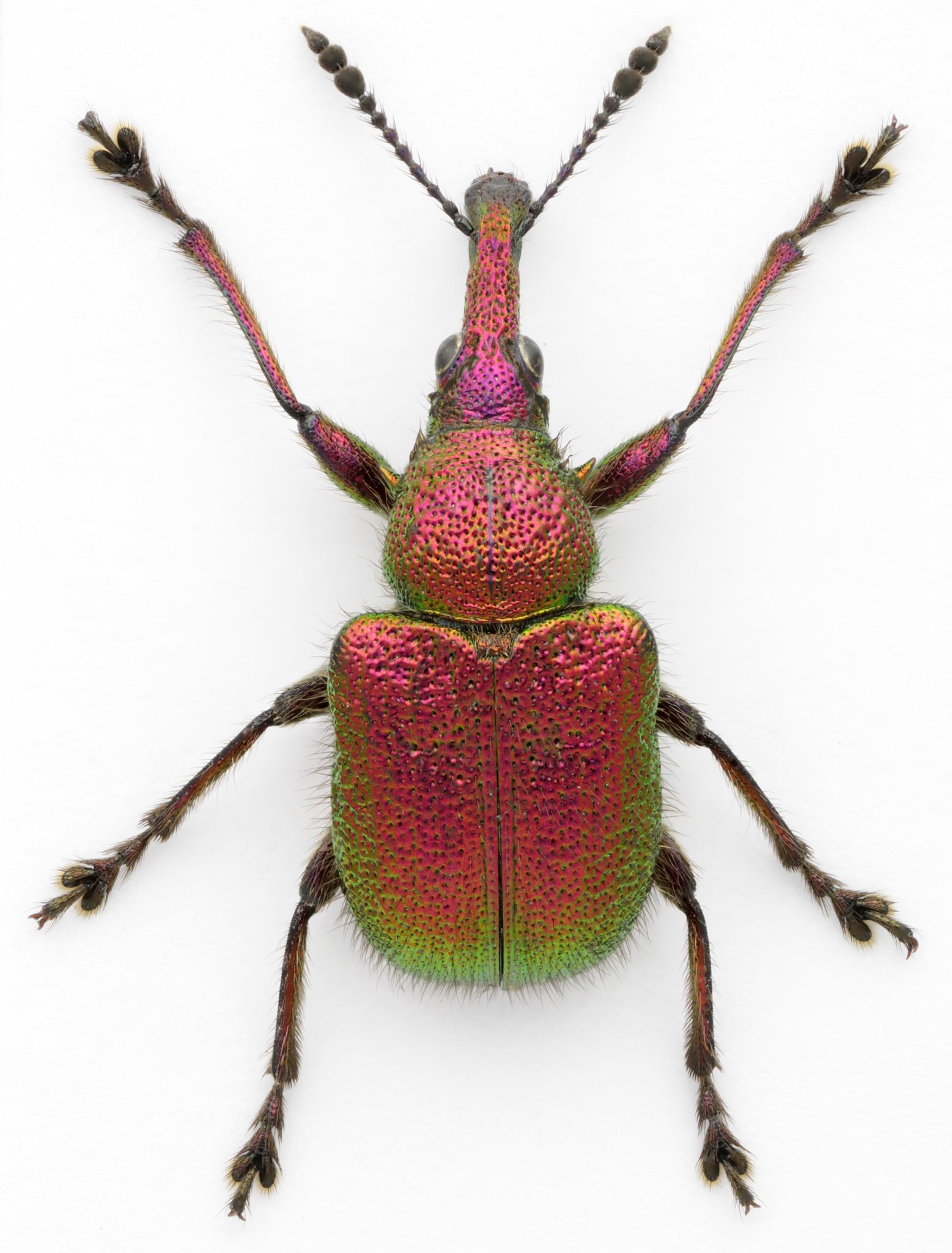 Rhynchites auratus