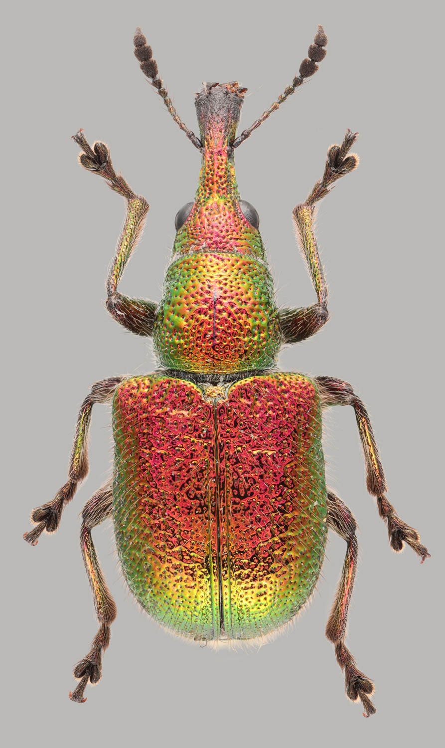 Rhynchites auratus